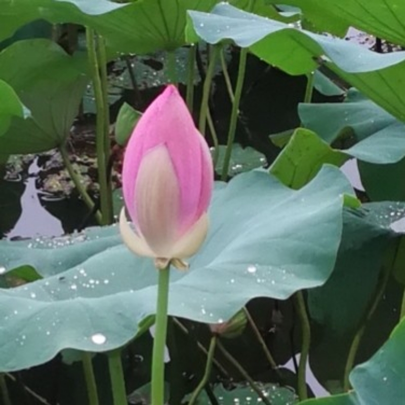 深呼吸58