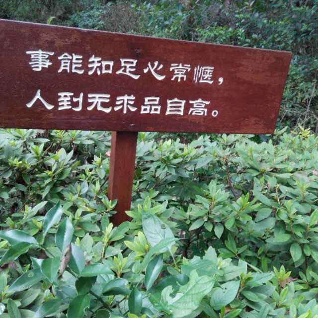 向日葵花茶