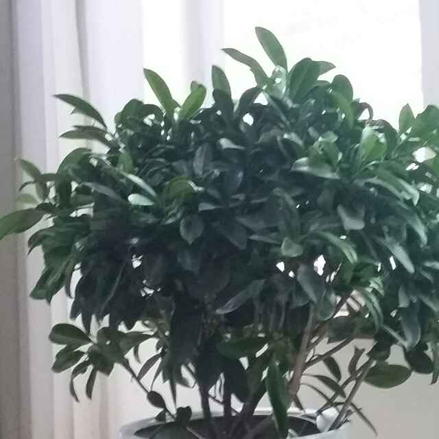 筱竹