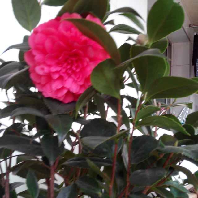 阳光