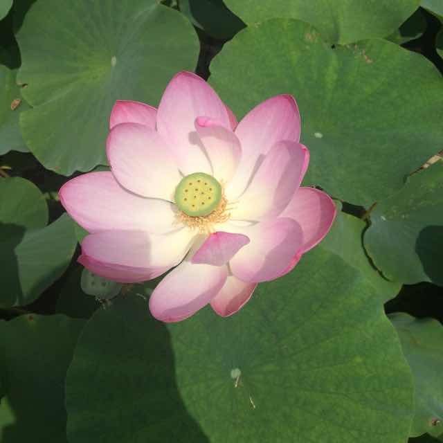 水木之源