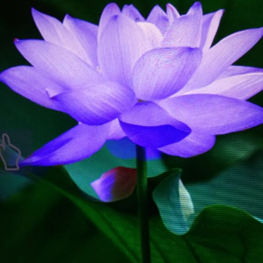 蓝莲花7698