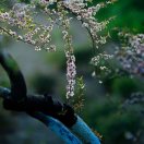 范哥
