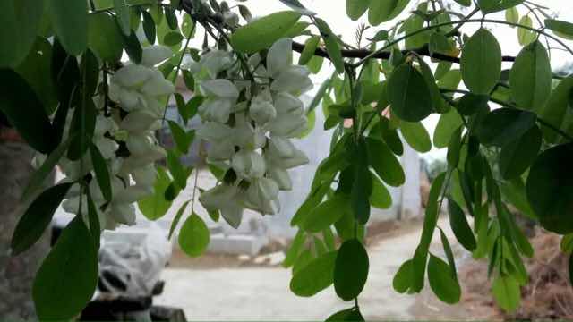 槐香窗下