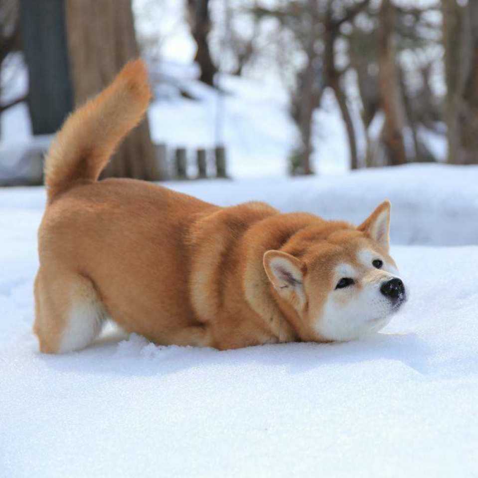 小龙