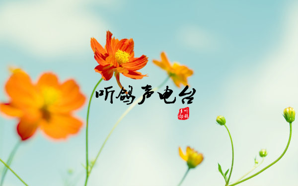 听鸽声电台