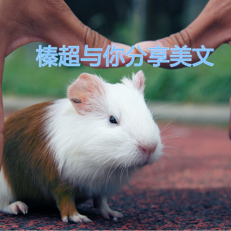 榛超与你分享美文