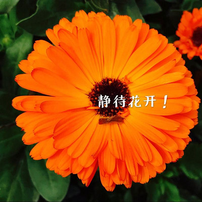 静待花开