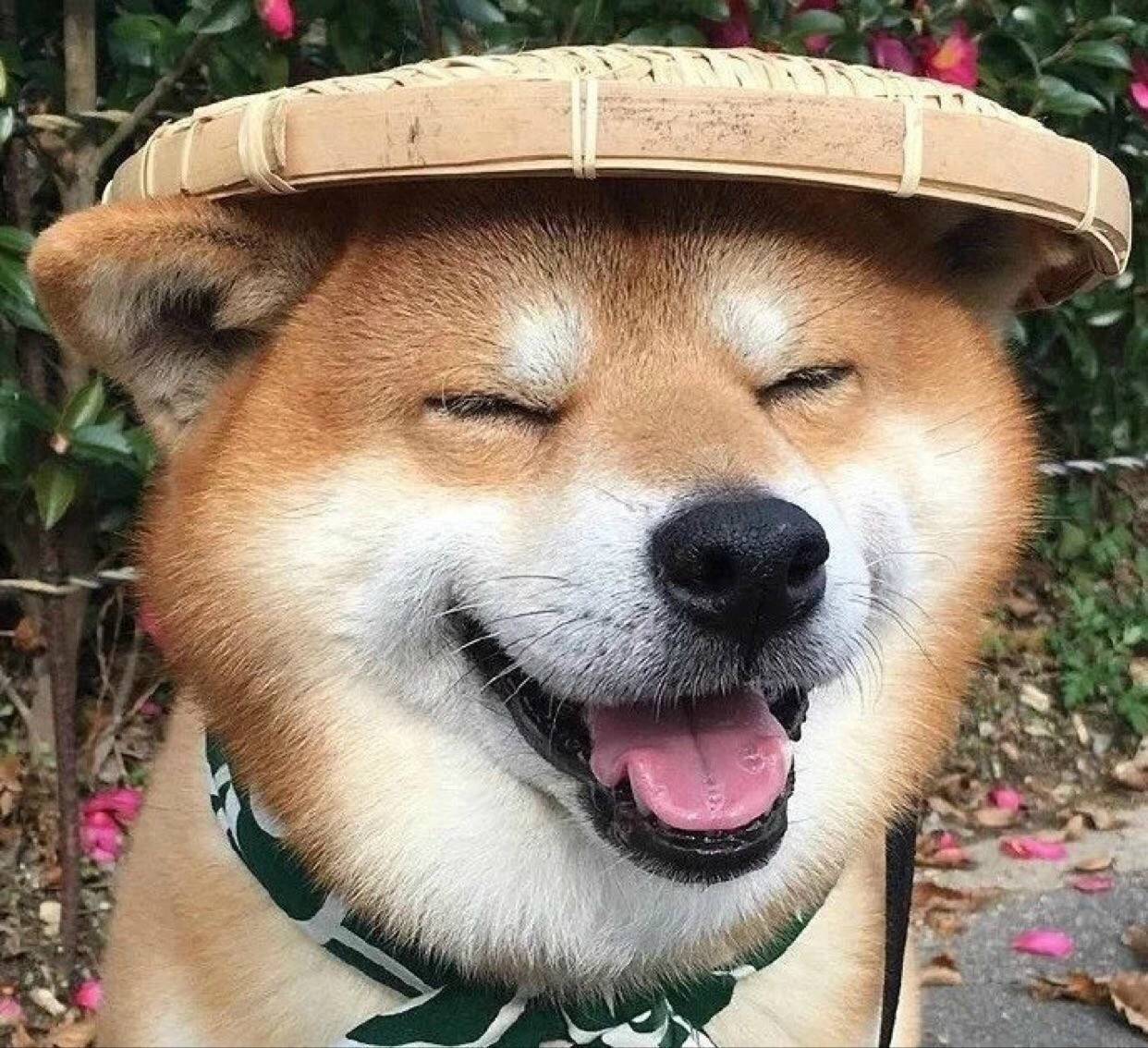 夏至还在来