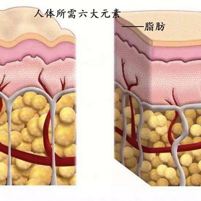 人体所需六大营养元素之脂肪 张韶平