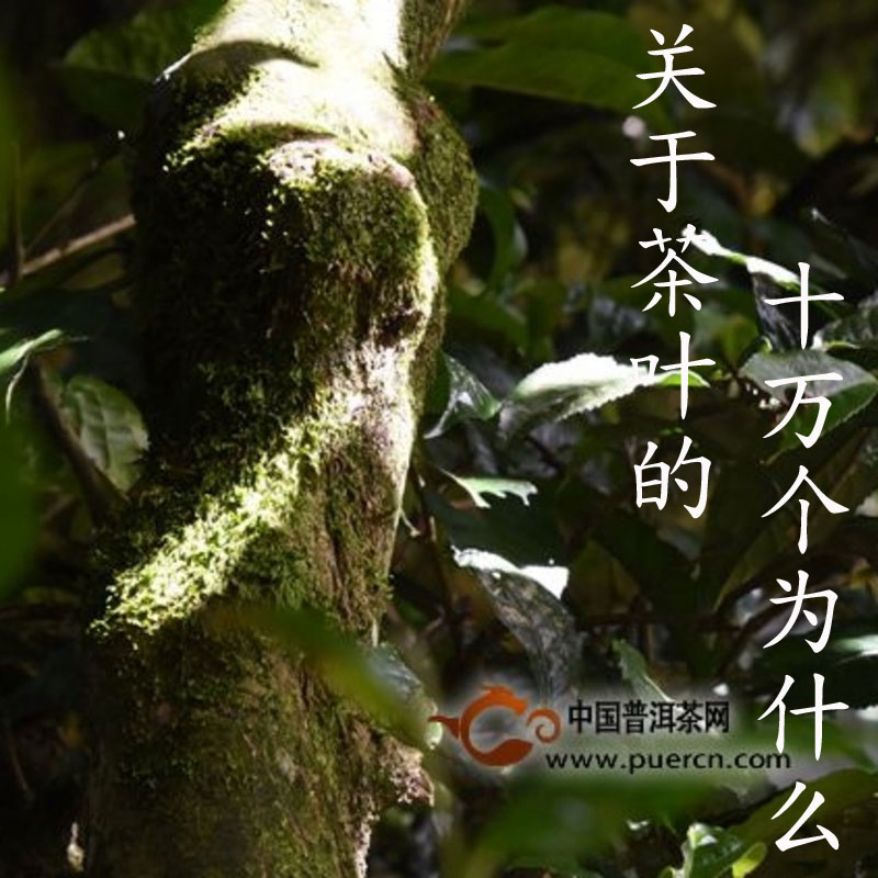 关于茶叶的十万个为什么