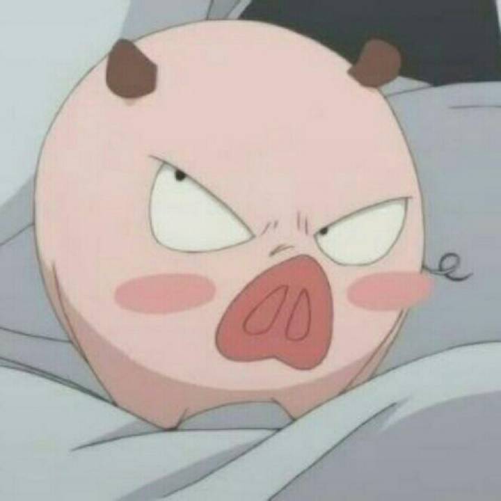 高三的一只猪