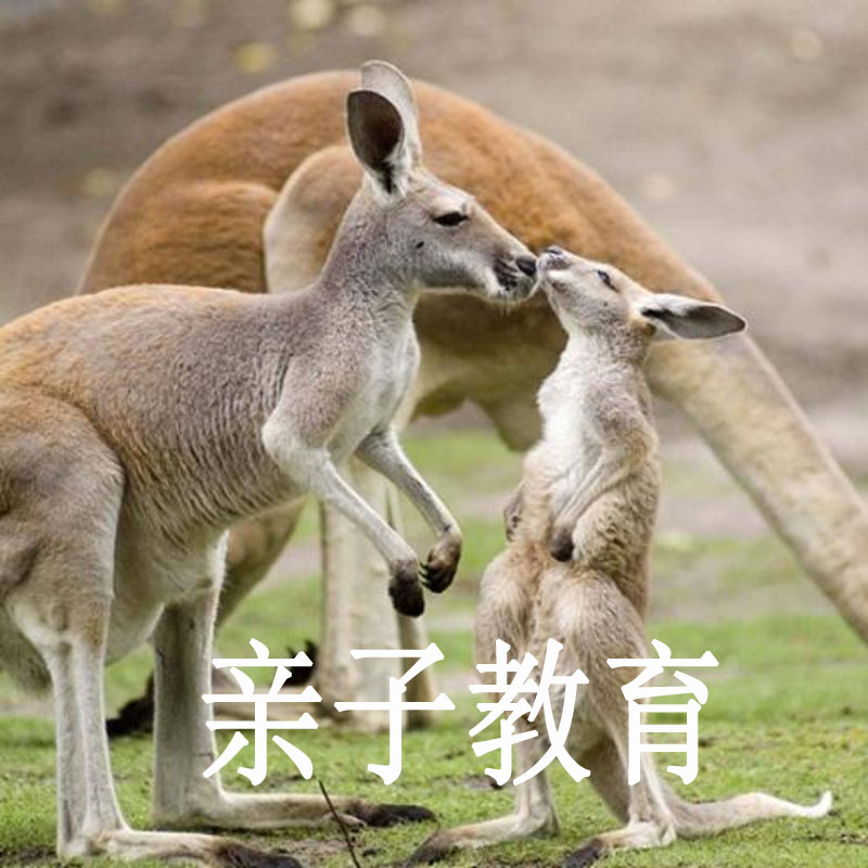 亲子教育