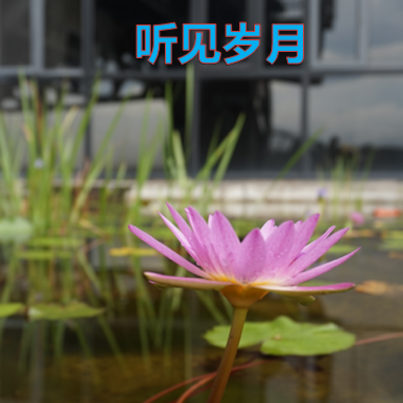 听见岁月