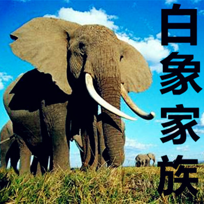 【晓月讲名著】《白象家族》 【晓月讲名著】《白象家族》