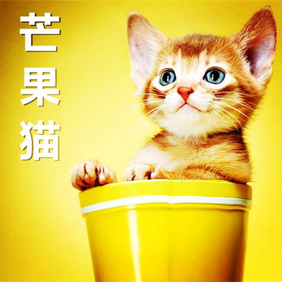 【晓月讲儿童经典】芒果猫