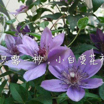 跟着晓树学种花