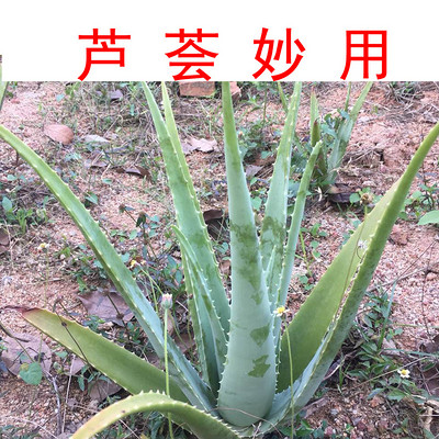 芦荟妙用