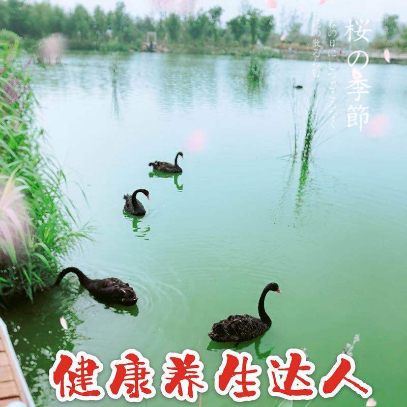 健康养生达人