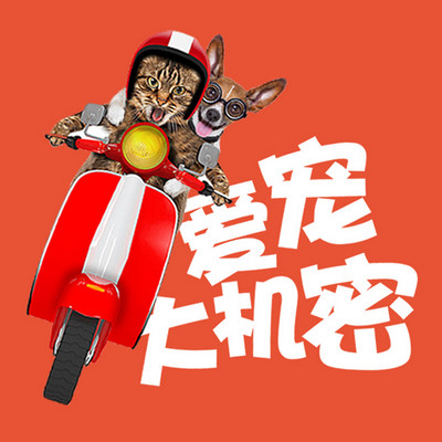 爱宠大机密