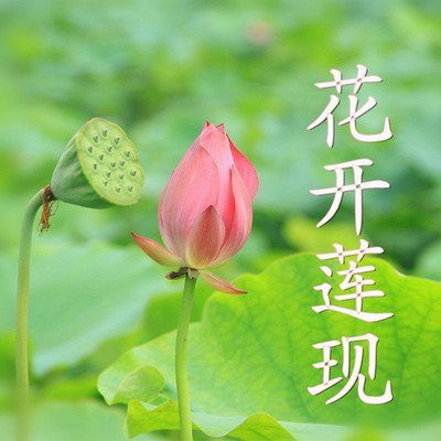 花开莲现