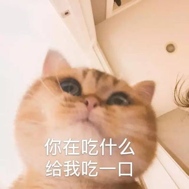 猫猫的毛毛