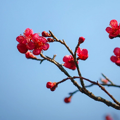 朝花夕拾