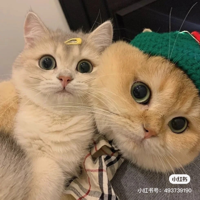 好句片段