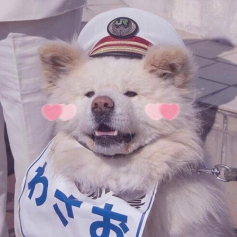 狗戴猫铃谁见过长得像马一样的蜜蜂