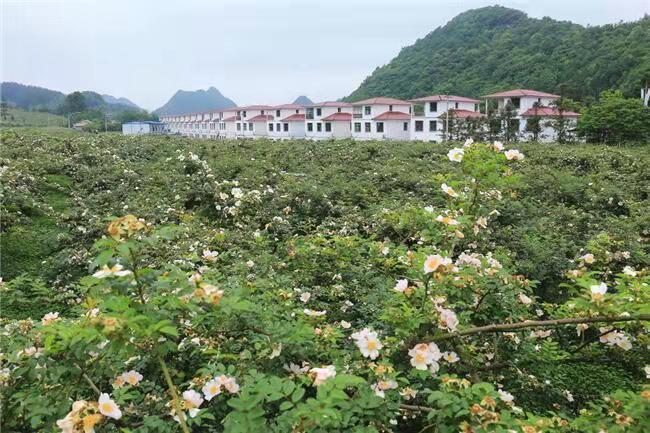 大坝村的三个梦