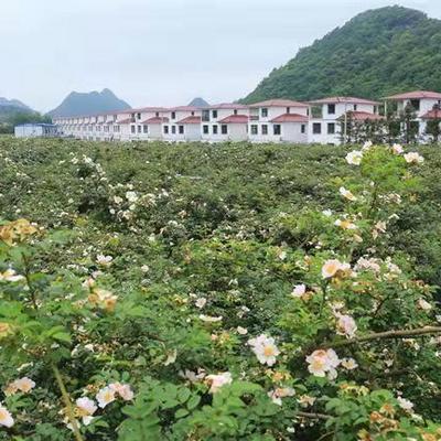 大坝村的三个梦 大坝村的三个梦