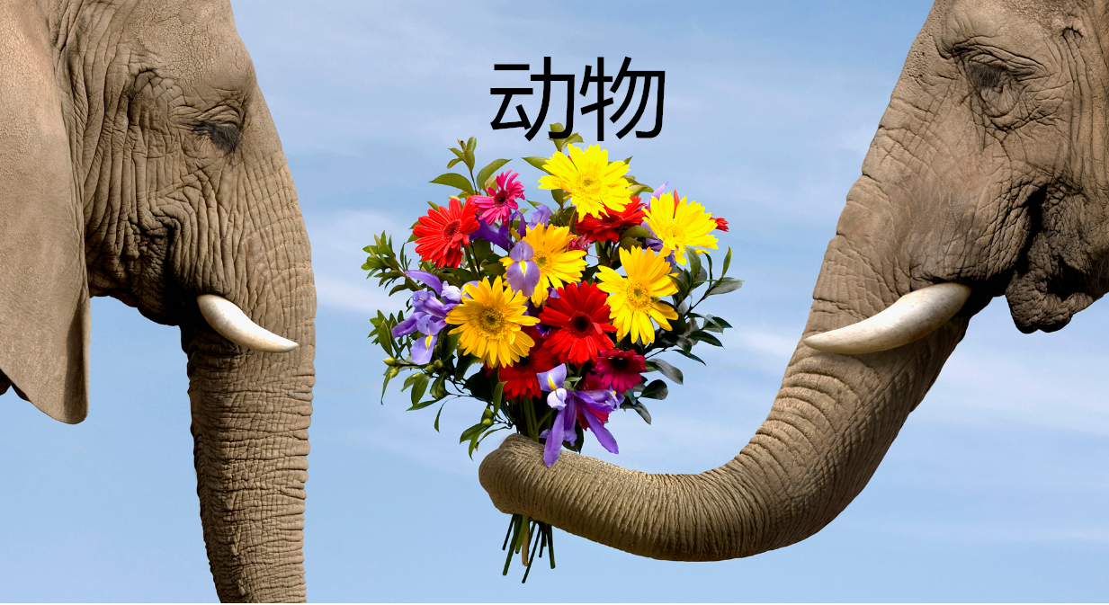 动物