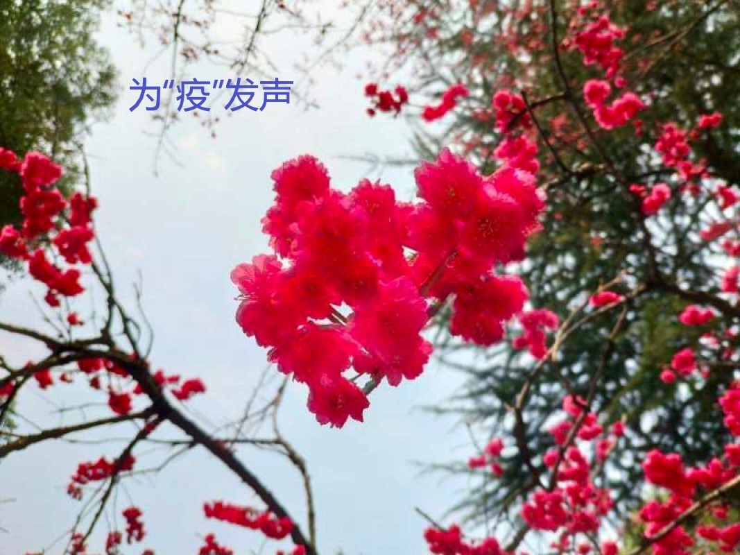 为“疫”发声