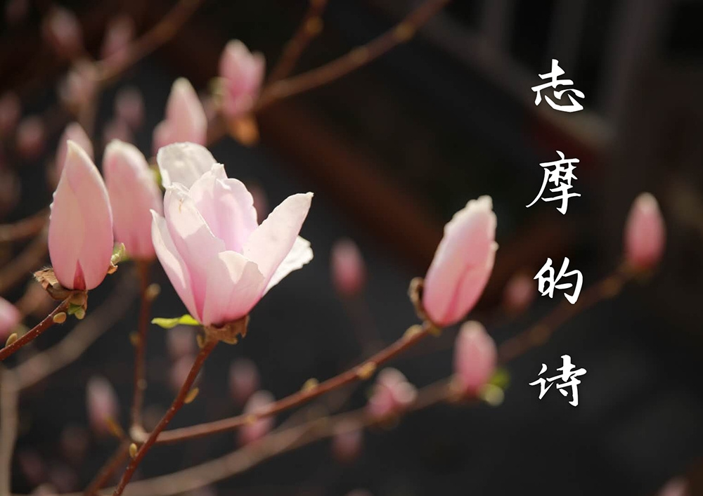 志摩的诗