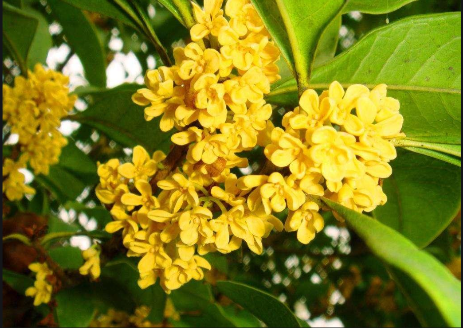 桂花馆
