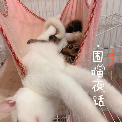 围喵夜话