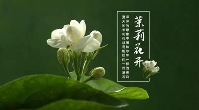 茉莉书吧