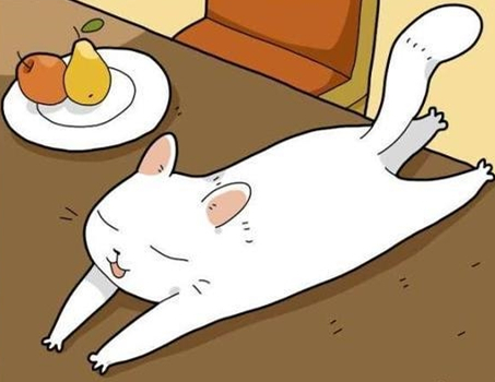 养猫日常|4分钟养猫常识