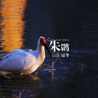 朱鹮过冬 朱鹮过冬