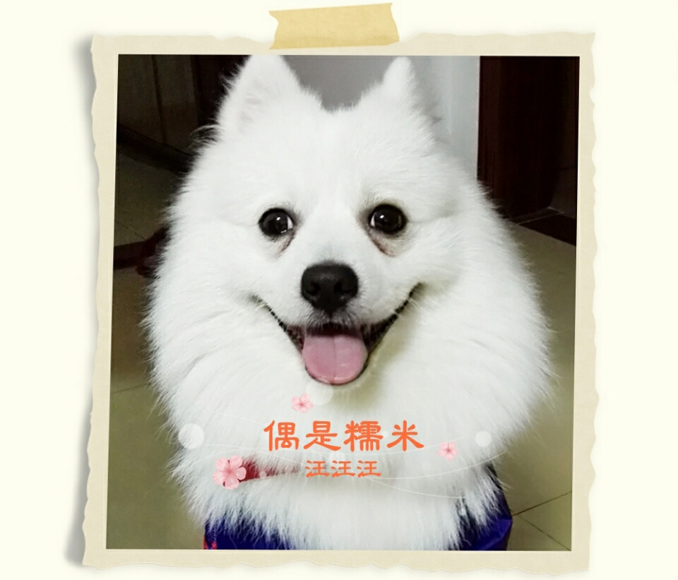 萌蠢狗子的故事