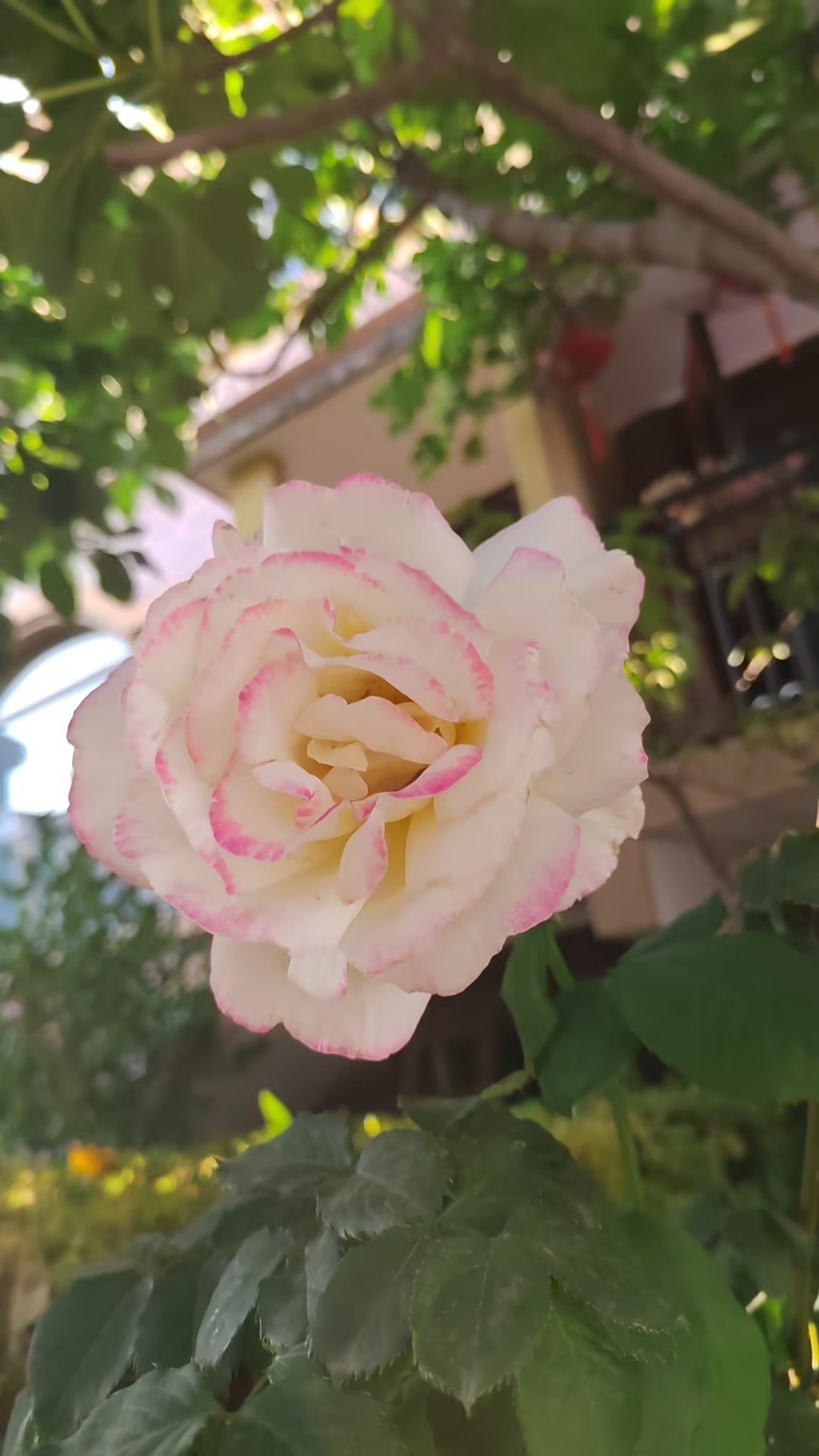 主管明苏
