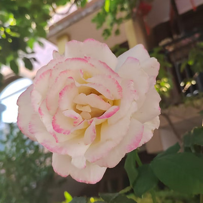 主管赏金