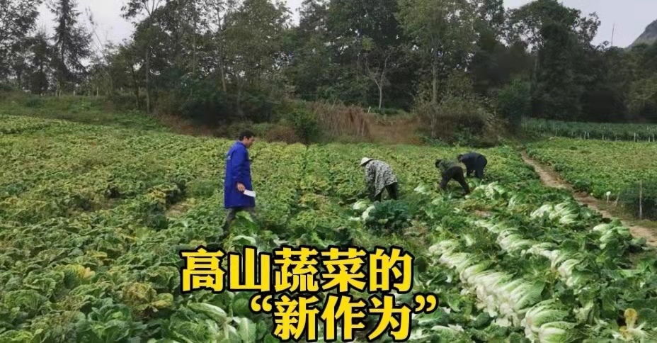 探寻湖北蔬菜黑科技