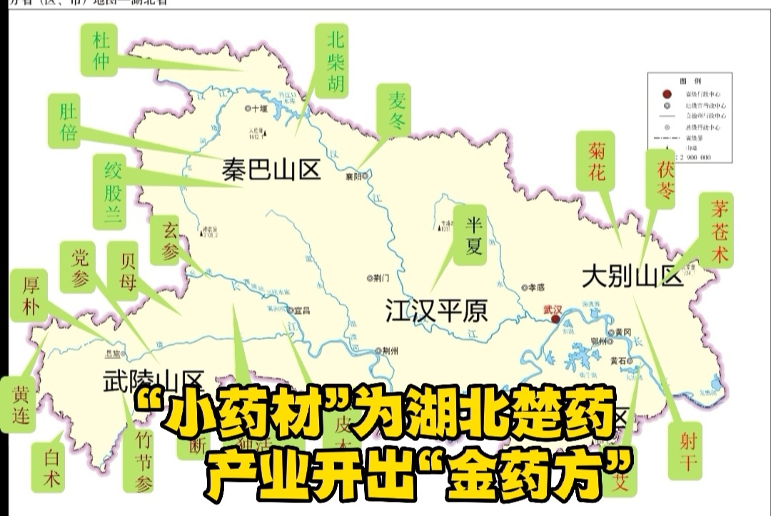 “小药材”为湖北楚药产业开出“金药方”