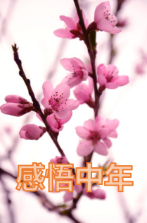 感悟中年