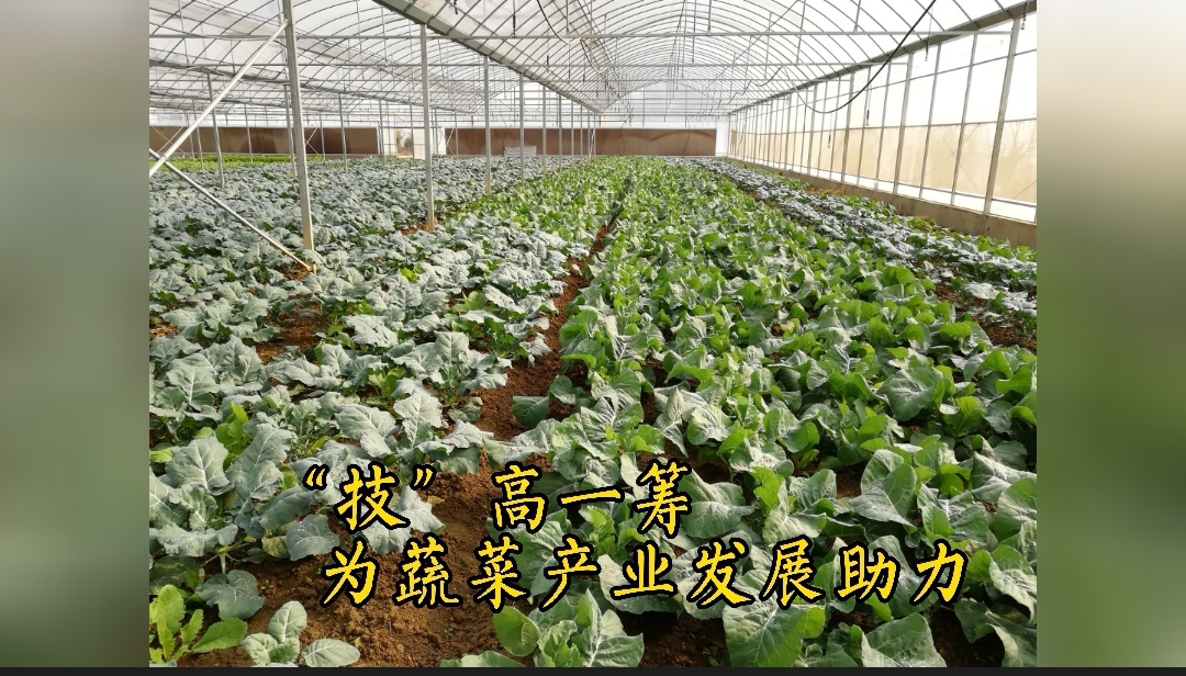 探寻湖北蔬菜黑科技