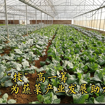 探寻湖北蔬菜黑科技