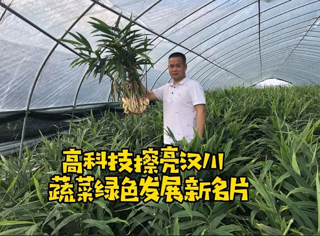 探寻湖北蔬菜黑科技
