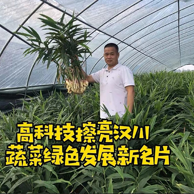 探寻湖北蔬菜黑科技