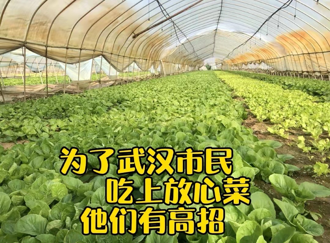 探寻湖北蔬菜黑科技